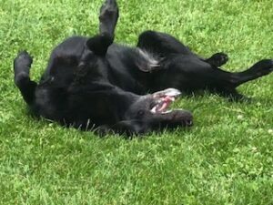 Black Labrador Retriever mix