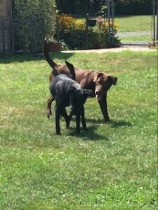 Chocolate Labrador Retriever Mix