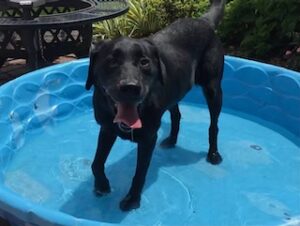 Black Labrador Retriever mix