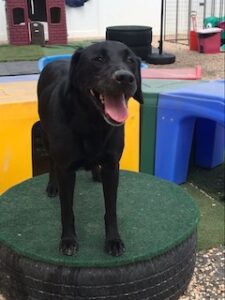 Black Labrador Retriever mix