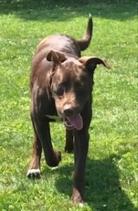 Chocolate Labrador Retriever Mix