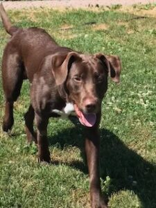 Chocolate Labrador Retriever Mix