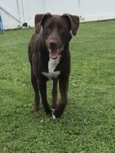 Chocolate Labrador Retriever Mix