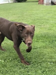 Chocolate Labrador Retriever Mix