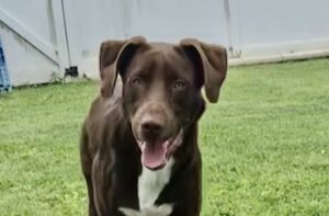 Chocolate Labrador Retriever Mix