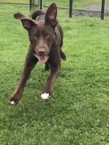 Chocolate Labrador Retriever Mix