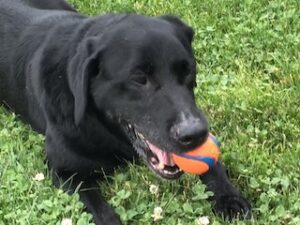 Black Labrador Retriever mix