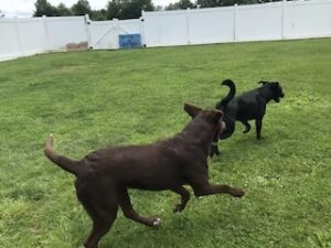 Chocolate Labrador Retriever Mix