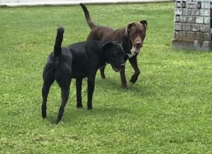 Chocolate Labrador Retriever Mix