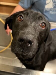 Black Labrador Mix