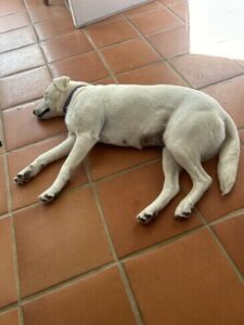 Yellow Labrador Retriever mix