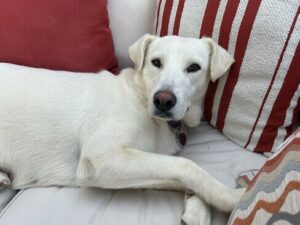 Yellow Labrador Retriever mix