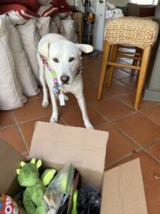 Yellow Labrador Retriever mix