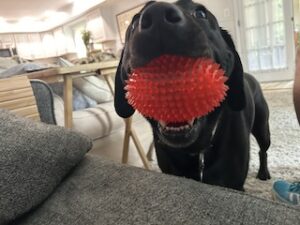 Black Labrador Retriever