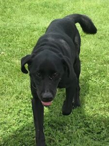 Black Labrador Retriever mix