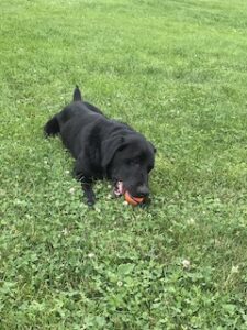 Black Labrador Retriever mix