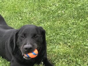 Black Labrador Retriever mix