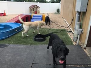 Black Labrador Retriever mix