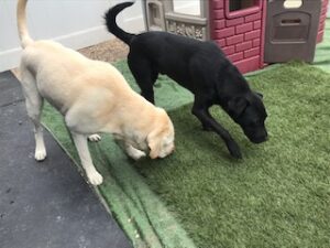 Black Labrador Retriever mix