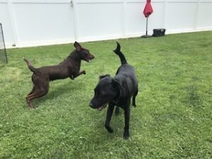 Chocolate Labrador Retriever Mix