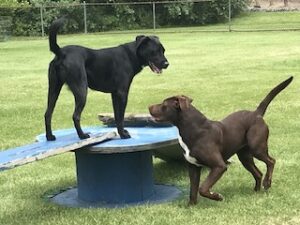 Chocolate Labrador Retriever Mix