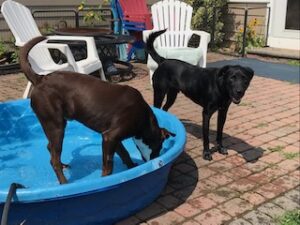 Chocolate Labrador Retriever Mix