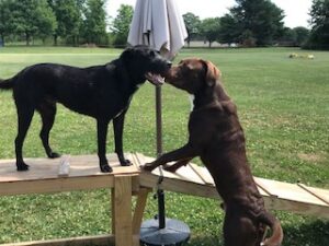 Chocolate Labrador Retriever Mix