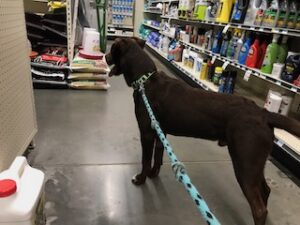 Chocolate Labrador Retriever Mix