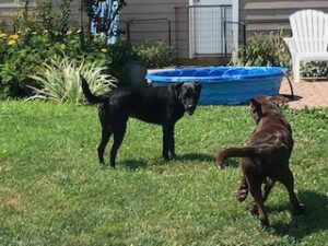 Chocolate Labrador Retriever Mix