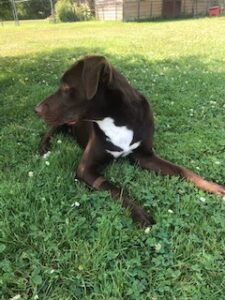 Chocolate Labrador Retriever Mix