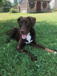 Chocolate Labrador Retriever Mix