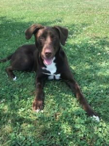 Chocolate Labrador Retriever Mix