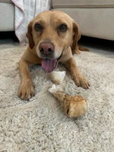 Yellow Labrador Retriever