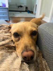 Yellow Labrador Retriever