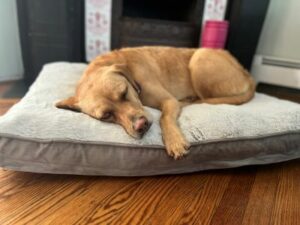 Yellow Labrador Retriever