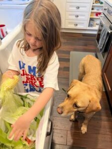 Yellow Labrador Retriever