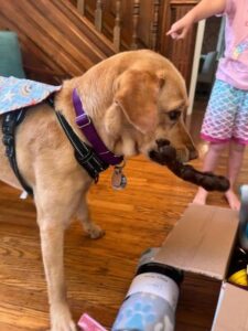 Yellow Labrador Retriever