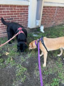 Yellow Labrador Retriever