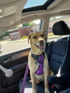 Yellow Labrador Retriever