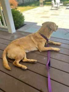 Yellow Labrador Retriever