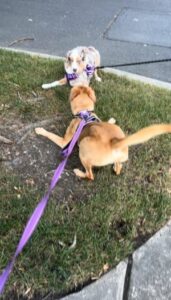 Yellow Labrador Retriever