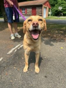 Yellow Labrador Retriever