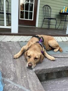 Yellow Labrador Retriever