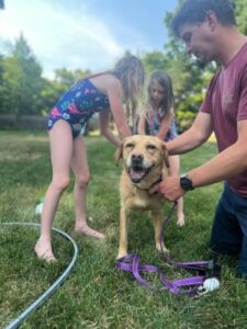 Yellow Labrador Retriever