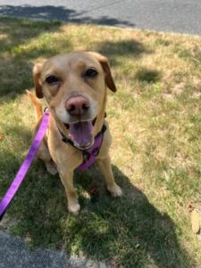 Yellow Labrador Retriever