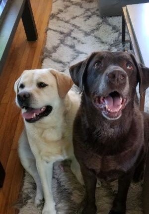 yellow and chocolate Labrador Retrievers
