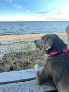 Chocolate Labrador Retriever