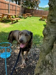 Chocolate Labrador Retriever