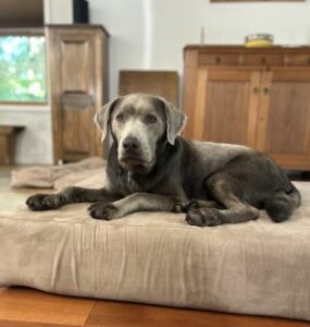 Chocolate Labrador Retriever