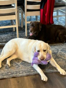 two dogs and one has a purple toy